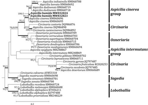 Figure 3. Phylogenetic relationships among available species in the genus Aspicilia based on a maximum likelihood analysis of the dataset of the mitochondrial small subunit (mtSSU) sequences. The tree was rooted with five Lobothallia sequences. Maximum-likelihood bootstrap values ≥ 70% and posterior probabilities ≥ 95% are shown above internal branches. Branches with bootstrap values ≥ 90% are shown in bold. The new species Aspicilia humida is presented in bold, and all species names are followed by the GenBank accession numbers. Reference Table 1 provides the species related to the specific GenBank accession numbers and voucher information.