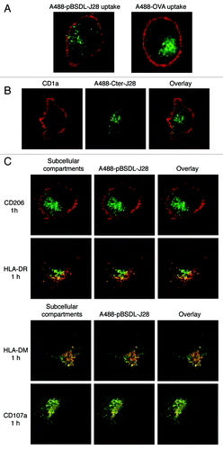 Figure 1. Uptake of J28 glycosylated antigen by iMoDC and intracellular localization. (A) Alexa 488-labeled pBSDL-J28 (A488-pBSDL-J28) and Alexa 488-labeled ovalbumin (A488-OVA) uptakes were analyzed by confocal laser microscopy. After 5-d culture, iMoDC were loaded with A488-pBSDL-J28 (50 μg/mL) or A488-OVA (50 μg/mL) for 1h, washed, fixed, and counterstained with CD1a antibodies followed by mouse Alexa-594-secondary antibodies. (B) Uptake of Alexa 488 recombinant C-terminal glycopolypeptide-carrying J28 glycotope (A488-Cter-J28) by iMoDC. iMoDC were incubated for 1h at 37°C with A488-Cter-J28, washed, counterstained with CD1a antibodies followed by mouse Alexa-594-secondary antibodies, and analyzed by confocal microscopy. (C) Intracellular localization of A488-pBSDL-J28. iMoDC were incubated for 1h at 37°C with A488-pBSDL-J28 (50 µg/mL) and counterstained with antibodies directed against CD206, HLA-DR, HLA-DM, and CD107a. Colocalization of each intracellular marker (red) with A488-pBSDL-J28 (green) is indicated in yellow. Original magnification x630.