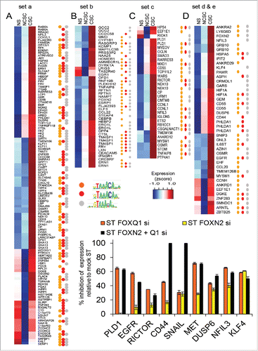 Figure 5. Putative FOX targets in cancer stem cell (CSC) gene expression. (A-D) Expression of genes with increased expression in CSCs than NCSCs that have regions with increased accessibility upon stimulation and that contain FOX binding motifs. Genes are grouped A-D by how H3K27ac differs in ST and MDA-MB-231s (see Fig. 2A). Regions could contain any of 3 variants of the core primary FOX motif. Microarray expression values are scaled (z-score). (E) The level of inhibition of expression due to FOXN2 and FOXQ1 siRNA for putative targets in MCF-7 cells stimulated (ST) with PMA. PCR expression normalized to PPIA and expressed as percent inhibition of the control siRNA ST value, n = 3 PCR replicates, error bars SEM (E).