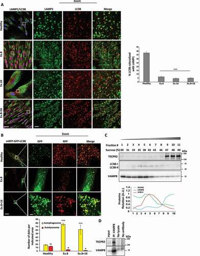 Figure 4. TECPR2 promotes basal lysosomal consumption of autophagosomes. (A) Primary fibroblasts from SPG49 patients (and healthy control) were treated (where indicated) with 0.1 µM bafilomycin A1 for 4 h. Cells were fixed with methanol, immunostained with LC3B and LAMP1 and analyzed by confocal microscopy. Scale bar: 20 μm and 2 μm for zoomed images. The colocalization events were calculated manually from at least three independent fields and presented with the SEM, ***p < 0.001, determined by one-way ANOVA with post-hoc Dunnett’s Multiple Comparison Test. (B) Primary fibroblasts from SPG49 Ex. 8 or Ex. 8 + 16 mutant patients (and healthy control) were transfected for mRFP-GFP-LC3B expression using JetPrime transfection reagent for 48 h. Cells were fixed with methanol and analyzed by confocal microscopy. Scale bar of original images: 20 μm and 2 μm for zoomed images. Large magnifications of stained cells are presented. The number of autophagosomes (yellow) and autolysosomes (red) was calculated and presented with the SEM, *p < 0.05, determined by one-way ANOVA with post-hoc Dunnett’s Multiple Comparison Test. (C) Homogenates of HeLa cells were floated over a sucrose gradient as described in Materials and Methods, proteins of collected fraction were immunoblotted for TECPR2, LC3B and VAMP8 and quantified by ImageJ software. (D) Endogenous VAMP8 from HeLa cells was immunoprecipitated with anti-VAMP8 antibody and co-precipitation of TECPR2 was probed by anti-TECPR2 antibody