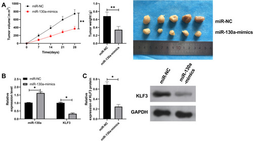 Figure 5 miR-130a inhibits lung cancer growth by KLF3. (A) Tumor volume change of nude mice within 28 days and comparison of tumor mass of nude mice after 28 days. (B) qRT-PCR detects the relative expression of miR-130a and KLF3 mRNA in tumors of nude mice after miR-130a-mimics intervention. (C) WB experiments detect the relative expression of KLF3 protein in tumors of nude mice after miR-130a-mimics intervention. The tumor mass of nude mice after 28 days was compared with that after 28 days. *P<0.05, **P<0.01.