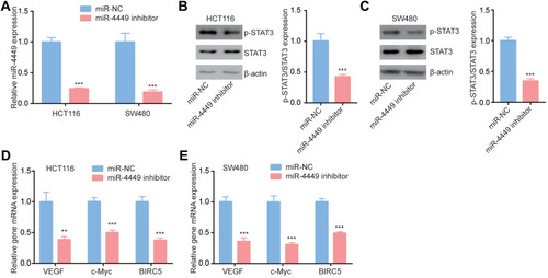 Figure 2 miR-4449 regulated STAT3 pathway in colorectal cancer cells. (A). The expression of miR-4449 in HCT116 and SW480 cells with transfection of miR-NC or miR-4449 inhibitor. (B–C). Protein expression of p-STAT3, STAT3 and β-actin were detected by Western blotting in HCT116 (B) and SW480 (C) cells with transfection of miR-NC or miR-4449 inhibitor. (D, E). The mRNA levels of VEGF, c-Myc and BIRC5 were detected in HCT116 (D) and SW480 (E) cells with transfection of miR-NC or miR-4449 inhibitor by RT-qPCR. **p<0.01; ***p<0.001.