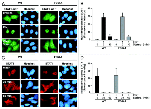 Figure 3. The STAT1 mutant F364A shows unaltered kinetics of interferon-γ-induced nuclear accumulation. (A and B) Treatment of IFNγ-prestimulated HeLa cells with staurosporine led to a collapse of nuclear accumulation of GFP-tagged STAT1-F364A and restored its pancellular resting distribution with similar kinetics to the wild-type protein. Cells were either left untreated (− IFNγ) or treated for 45 min with 5 ng/ml IFNγ (+ IFNγ) before staurosporine (500 nM) was added for additional 0 and 60 min, respectively. (A) Microscopic images show the intracellular localization of STAT1-GFP and the Hoechst-stained nuclei. (B) The corresponding histogram demonstrates the nuclear-to-cytosol fluorescence intensity ratios with bars representing means and standard deviations. (C and D) Treatment with staurosporine for the indicated times resulted in a normal break-down of nuclear accumulation of untagged STAT1, which was independent of the presence of the F364A mutation. Immunocytochemical stainings using a STAT1-specific primary and Cy3-labeled secondary antibody show the rapid collapse of nuclear accumulation in IFNγ-prestimulated reconstituted U3A cells resulting from the exposure to staurosporine. Fluorescence microscopical images (C) demonstrate nuclear and cytoplasmic STAT1 concentrations in representative cells and the histogram (D) shows a quantitative analysis including means and standard deviations. The experiments were performed at least three times with similar results.