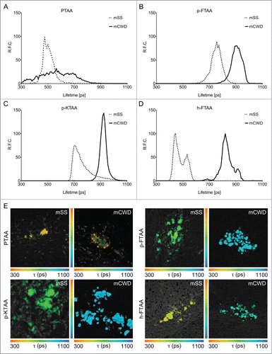 Figure 5. Fluorescence lifetime imaging of thiophene based amyloid ligands bound to PrP deposits. Lifetime decay curves of (A) PTAA, (B) p-FTAA, (C) p-KTAA, and (D) h-FTAA bound to mCWD (black line) and mSS (dotted line) deposits. (E) Fluorescence lifetime images of LCP and LCO stained mCWD and mSS deposits in brain tissue section. The color bars represent lifetimes from 300 ps (orange) to 1100 ps (blue) and the images are color coded according to the representative lifetime. The fluorescence lifetimes were collected with excitation at 490 nm.