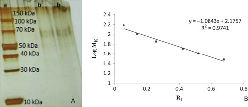 FIGURE 2 (a) SDS-PAGE image of purified POD. Column a: Standard proteins, Column b: Purified peroxidase from Brassica oleracea var. capitata f. alba. The standard proteins used for SDS-PAGE were highly purified proteins ranging from 5 to 250 kDa (Catalog No: 26630 Page Ruler Broad Range Unstained Protein Ladder, 2 × 250 μL). (b) Standard Log MW-Rf graph of POD purified from Brassica oleracea var. capitata f. rubra using SDS-PAGE. The standard proteins used for SDS-PAGE were highly purified proteins ranging from 5 kDa to 250 kDa (Catalog No: 26630 Page Ruler Broad Range Unstained Protein Ladder, 2 × 250 μL).