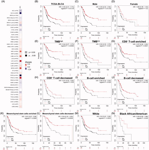 Figure 8. Prognostic implications of SRC expression in cancers in its subgroup survival analysis of BCa. (A) Prognostic role of SRC in cancers, with significance marked in solid. (B) Survival analysis showed significantly prognostic role of SRC in TCGA-BLCA cohort (p < .001, HR = 0.55). (C and D) Decreased SRC expression significantly correlated poorer outcomes in male (p < 0.001, HR = 0.45), while have no significant association with prognosis in female BCa patients (p = 0.2). (E and F) Decreased SRC expression significantly correlated poorer outcomes in both high (HR = 0.44) and low (HR = 0.52) tumour mutation burden. (G–J) Decreased SRC expression significantly correlated poorer outcomes in CD8+ T cells infiltration enriched (HR = 0.57) and decreased (HR = 0.57) subgroups, and B cells infiltration enriched (HR = 0.56) and decreased (HR = 0.46) subgroups. (K and L) Decreased SRC expression significantly correlated poorer outcomes in mesenchymal stem cells enriched (HR = 0.61) and, especially, decreased (HR = 0.34) subgroups. (M and N) Decreased SRC expression significantly correlated poorer outcomes in while (HR = 0.60) and black African or American (HR = 0.29) subgroups.