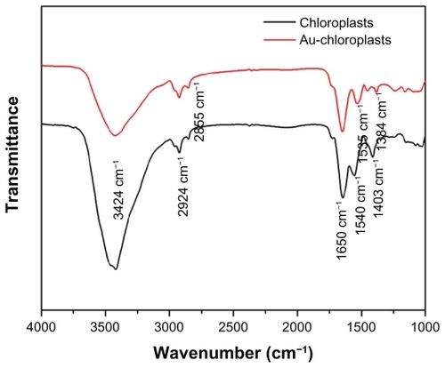 Figure 4 Fourier transform infrared spectroscopy spectra of chloroplasts and as-prepared gold nanoparticles scanning at a range of 4000–1000 cm−1.