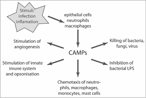 Figure 1. Multiple functions of CAMPs in host defense. CAMPs induce a variety of responses in host innate immune cells. They alter gene expression, induce production of chemokines and cytokines, promote recruitment of immune cells to the site of infection (chemotaxis), and inhibit growth of pathogenic species infecting the host. Selective control of inflammation in response to CAMP activity promotes wound healing and initiation of adaptive immune responses. LPS, lipopolysaccharide. Figure adapted from [Citation14,Citation15,Citation115].