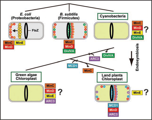 Figure 1 Composition of the Min system and localization of respective components in bacteria and chloroplasts. Only components of known localization are shown inside the cells or chloroplasts. See the text for details.