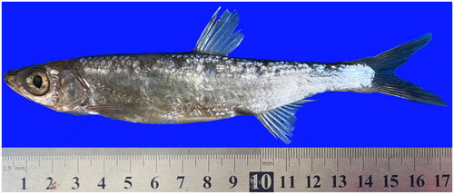 Figure 1. The photo of P. hainanensis (this photo was taken by Yifei Wang, the first author of this article).