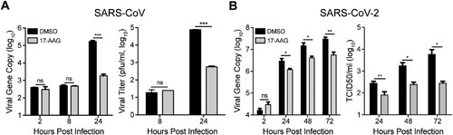 Figure 6. Hsp90 inhibitor suppressed SARS-CoV and SARS-CoV-2 replication. (A & B) Huh7 cells treated with 10 µM 17-AAG or DMSO in triplicate were inoculated with SARS-CoV or SARS-CoV-2. At the indicated hours post infection, cell-free culture media were collected for viral gene copy quantification and viral titration by plaque assay. Student’s t test was used for data analysis. ***p ≤ 0.001, **p ≤ 0.01, *p ≤ 0.05.