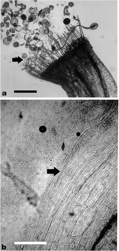 Figure 2. In vivo germination of pollen grains on stigmatic surface and progression of pollen tube in style on self pollination of acc. no. 821. (a) Germination of pollen grains on stigmatic surface (→); (b) progression of a pollen tube in the style (→). Scale bars represent 200 μm in (a) and 100 μm in (b).