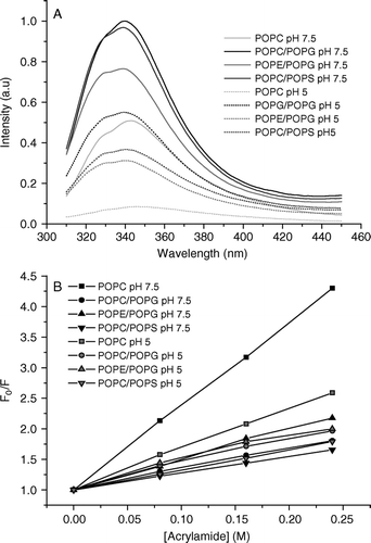 Figure 1.  Intrinsic tryptophan fluorescence spectra of Trp2 of pleurocidin in the presence of liposomes of varying lipid composition at neutral and acidic pH are shown (A). The presence of PG causes a slight blue shift and increase in fluorescence intensity irrespective of the zwitterionic component of the liposomes whilst the spectra obtained at acidic pH are of reduced intensity. A Stern-Vollmer plot of the effect of adding an aqueous acrylamide quencher on tryptophan fluorescence intensity (B) reveals the depth of pleurocidin penetration into the model membranes.