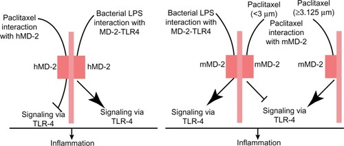 Figure 5 Paclitaxel inhibits inflammation by blocking TLR-4 signaling via binding to MD-2.