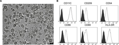 Figure 1 The morphologic and phenotypic features of mDCs.Note: (A) mDCs post-transfection with rAAV/AFP were obtained by LPS stimulation on day 7, and the typical mDC morphology was observed under a light microscope (×40); (B) mDCs were stained with CD11C, CD209, CD54, CD86, CD80, and HLA-DR or isotype-matched control antibodies and analyzed by flow cytometry.Abbreviations: AFP, alpha-fetoprotein; HLA, human leukocyte antigen; LPS, lipopolysaccharide; mDC, mature dendritic cell; rAAV, recombinant adeno-associated viral vector.