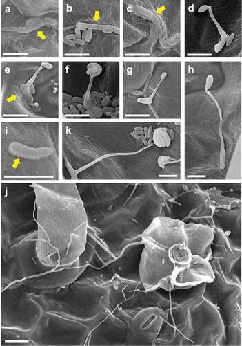 Figure 4. Scanned electron microscopy images of epiphytic colonisation of a GFP-expressing strain Amgfp derived from Akanthomyces muscarius IMI 268317 on tomato leaflets at 1 dpi (a–c), 3 dpi (d, f–i), and 7 dpi (e, j, k). (a–c) ambiguated boundaries between germinated conidia and adjacent conidia or leaf surface, (d) a germ-tube with a conidium on tip, (e) a germ-tube with a conidium adjacent to a tip, and mucilage-like materials around a conidium (arrow), (f) multiple conidia on germ-tube tip, (g) a germ-tube with a swollen tip, (h) a germ-tube with an appressorium-like swollen tip, (i) a germinated conidia with mucilage-like materials (arrow), (j) conidia and elongated hyphae around a trichome, (k) a mass of conidia produced on a tip of a solitary phialide. Scale bar, 5 µm (a–i, k), 10 µm (j).