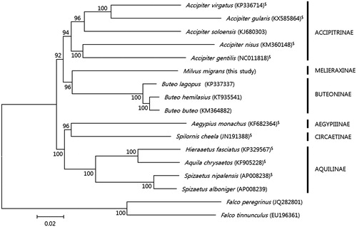 Figure 1. Phylogenetic tree of Acciptridae species based on the concatenated nucleotide sequences of the 13 protein-coding genes of their mitochondrial genomes. The analysis was performed using the MEGA 6.0 (Tamura et al. Citation2013) software, and bootstrap values are shown at the nodes. GenBank accession numbers for the sequences are indicated next to species designations. “$” indicates a species with a frameshift mutation in ND3.