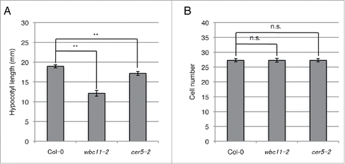 Figure 2. Hypocotyl growth in wild-type Arabidopsis (Col-0) and 2 cuticle mutants, wbc11-2 and cer5-2. (A) Images of 13-day-old seedlings grown on MS gellan gum plates in the dark were recorded using a scanner (GT-9800F, Epson). Image J 1.44 software (www.rsb.info.nih.gov/ij) was used to measure hypocotyl length. Error bars represent SE (n = 20). (B) Total cell numbers for the whole hypocotyl of 5-day-old seedlings grown on MS gellan gum plates in the dark. Cortical cell numbers were counted using a microscope (DMRPX, Leica Microsystems). Error bars represent SE (n = 10). Asterisks indicate significant differences between the wild-type and mutants (**p < 0.01, n.s.: not significant, Student's t-test).