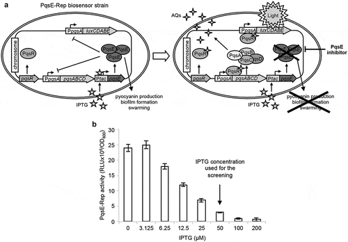 Figure 1. Screening system developed for the identification of PqsE inhibitors. (a) Schematic representation of the PqsE-Rep-based reporter system. The PqsE-Rep strain contains the PpqsA::lux transcriptional fusion and a genetic cassette for IPTG-inducible expression of the pqsE gene. Since in P. aeruginosa PqsE represses PpqsA promoter activity, the PqsE-Rep biosensor emits light at basal level when grown in LB supplemented with IPTG; as a consequence, molecules affecting PqsE functionality are expected to increase light emission by PpqsA derepression. (b) Activity of the PpqsA promoter in the PqsE-Rep strain grown in LB supplemented with the indicated concentrations of IPTG. PqsE-Rep was inoculated at an OD600 of 0.08 in 0.2 mL of LB in 96-well microtiter plates and light emission was measured after 5 h of incubation at 37°C in shaking conditions. The average of three independent experiments is reported with SD.