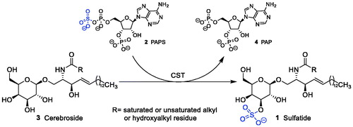 Figure 1. Sulphatide synthesis by CST: galactosylceramide (cerebroside) is converted to sulphatide by CST in the presence of PAPS as sulphate donor.