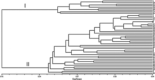 Figure 4. Cluster analysis of 48 safflower genotypes based on genetic similarity obtained by CBDP markers.