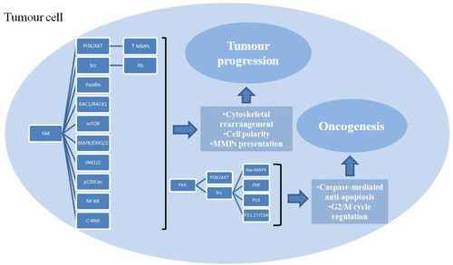 Figure 2 Multiple roles of FAK in tumor cells and multiple signaling pathways involved. FAK promotes cell survival and proliferation through caspase-mediated anti-apoptosis and G2/M cycle regulation, enhances invasion and migration via cytoskeletal rearrangement, cell polarity alteration, MMPs presentation, thus leading to oncogenesis and tumor progression.