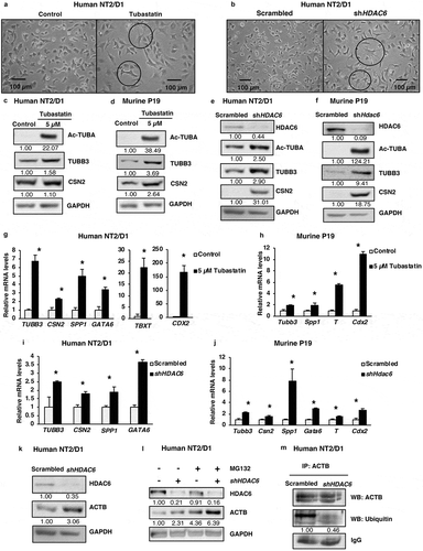 Figure 2. HDAC6 inhibition or KD promotes differentiation in NT2/D1 and P19 cells. (a and b) Micrographs of NT2/D1 KD or tubastatin A-treated cells evaluating the influence of HDAC6 KD (a) and tubastatin A treatment (b) on cell morphology. (c and d) NT2/D1 and P19 tubastatin A-treated cells were subjected to WB analysis for differentiation factors (TUBB3 and CSN2). The numbers below the blots correspond to densitometry quantification of blots normalized to the loading control. (e and f) NT2/D1 and P19 HDAC6 KD cells were subjected to WB analysis for differentiation factors (TUBB3/Tubb3 and CSN2). (g and h) qRT-PCR analysis for differentiation markers TUBB3, CSN2, SPP1, GATA6, TBXT/T and Cdx2 in tubastatin A-treated NT2/D1 and P19 cells. (i and j) NT2/D1 and P19 HDAC6 KD cells were subjected to qRT-PCR analysis for differentiation markers TUBB3, CSN2, SPP1, GATA6, TBXT/T and Cdx2. (k) NT2/D1 HDAC6 KD cells were subjected to WB analysis for differentiation marker ACTB. (l) NT2/D1 HDAC6 KD cells treated with or without MG132 for 4 h were subjected to WB analysis for differentiation marker ACTB. (m) NT2/D1 HDAC6 KD cells were subjected to immunoprecipitation (IP) using anti-ACTB antibody followed by WB analysis for specific ubiquitination of ACTB. Statistical analysis was performed with two-tailed, Student’s t-test with 95% confidence interval; *P-values = 0.05 obtained by comparing the respective data with the untreated or scrambled control.