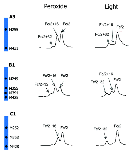 Figure 8. Comparison of tBHP (left) and light (right, 1X ICH light exposure level) induced oxidation on Fc. RP chromatographic regions of Fc/2 related peaks are presented. Highly conserved Fc methionine residues are denoted by black dots.