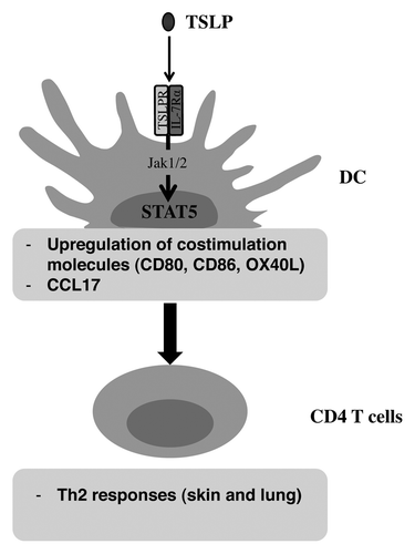 Figure 1. Importance of STAT5 in TSLP-activated DC. The study by Bell et al. demonstrates the role of STAT5 activation by TSLP in DC. This STAT5 activation induces an upregulation of costimulation molecules like CD80, CD86, or OX40L; associated to a CCL17 production. TSLP-induced STAT5 activation mediates Th2 responses by CD4 T cells.