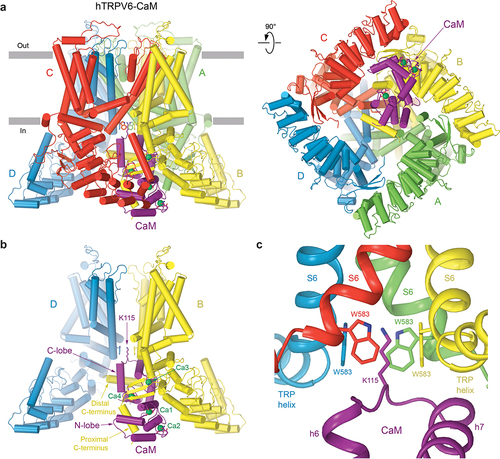 Figure 3. Structure of inactivated TRPV6 in complex with calmodulin. a, side (left) and bottom (right) views of hTRPV6-CaM complex (PDB ID: 6E2F), with hTRPV6 subunits (A-D) colored green, yellow, red, and blue and CaM colored purple. Calcium ions are shown as green spheres. Side chains of hTRPV6 residues W583, CaM residue K115 and those that coordinate calcium ions are shown as sticks. b, side view of hTRPV6-CaM, with only two of four subunits shown and the front and back subunits removed for clarity. c, expanded view of the intracellular pore entrance, with CaM residue K115 forming a unique cation–π interaction with the cubic cage of side chain indoles contributed by W583 from each TRPV6 subunit. Adapted from [Citation14].
