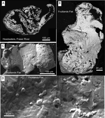 Figure 10 Scanning electron images of locally derived detrital gold particles from Pleistocene–Holocene sediments on the Old Man Range. A, Particle from gravels in Fraser River on the western side of the crest of the range (Fig. 2A). B, C, Particles from basal unconformity of Pleistocene gravels at Fruitlands Flat (Fig. 10). D, Surface texture of the gold particle in C, showing minor post-depositional addition of gold as spherical buds (centre and lower right) and thin plates (right).