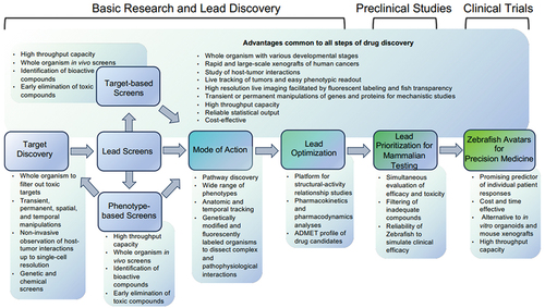 Figure 1. Zebrafish’s application in drug discovery and development. The chart outlines the steps of the drug discovery and development pipeline, with the unique strengths of zebrafish described in the shaded boxes.
