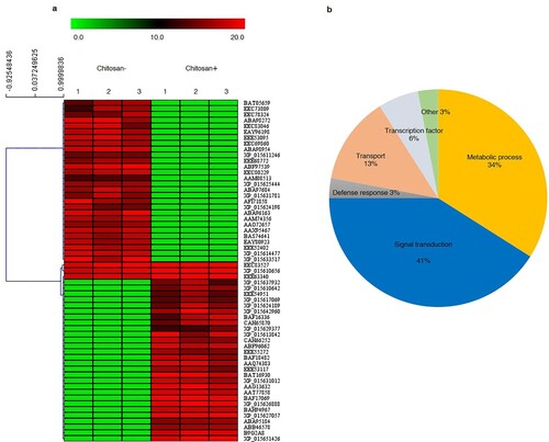 Figure 5. Heat map of significantly changed proteins in KDML105 rice cultivar under osmotic stress for 3 days with and without chitosan treatment. The heat map was created using the MultiExperiment Viewer (a). Each row in the hierarchical clustering analysis represents an individual protein. The color scale (green to red) indicates low to high protein expressions. Numbers above the column refer to the number of replications. The pie chart was constructed based on the gene ontology annotated assignments of proteins in Rice Genome Annotation Project (b).