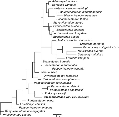 FIGURE 5. Result of the phylogenetic analysis, with the strict consensus tree of six most parsimonious trees. Scale bar equals 8 character changes.