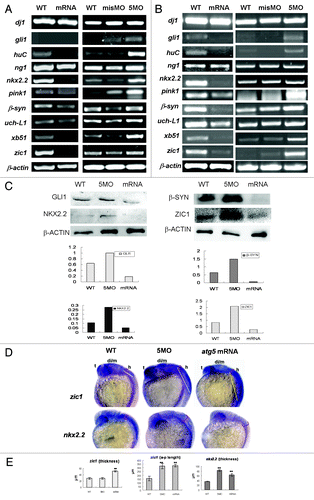 Figure 5 (See opposite page). Atg5 activity can impact expression pattern of some neural genes in transcription and protein levels. RT-PCR shows that seven of the ten neural genes were down- or upregulated by atg5 mRNA or 5MO injection respectively at 24 hpf embryos (A) and at 48 hpf embryos (B). Protein gel blot results of 48 hpf embryo indicate that GLI1, NKX2.2, β-SYN and ZIC1 protein were up- or downregulated by 5MO or atg5 mRNA injection respectively (C), which is consistent with the transcription tendency. Hybridization in situ shows that gene zic1 and nkx2.2 signals were affected in intensity and distribution by atg5 level at 24 hpf (D). Histograms (E) show averages and standard deviations (SD) which are quantification of the variant phenotypes in D. For zic1 gene expression, zic1 signal in the dorsal-ventral axis of the hind brain (labeled as red semi-brackets, thickness in E) extended ventrally with about 1.7 times in atg5 mRNA injection (n = 12; 12/17#) compared with WT group (n = 12; 12/15#), and no obvious change in MO group (n = 9; 9/15#); in the anterior-posterior zone of the hind brain, zic1 signals (labeled as yellow lines in D, a-p length in E) in both mRNA group (n = 10; 10/17#) and MO group (n = 10; 10/15#) elongated backwardly at about two times compared with that in WT group (n = 12; 12/15#). For nkx2.2 gene expression, compared with WT group (n = 8; 8/12#), nkx2.2 signal in the dorsal-ventral axis of the hind brain (labeled as red semi-brackets, thickness in E) extended at about two times and 1.8 times in MO group (n = 8; 8/13#) and mRNA group (n = 9; 9/16#) respectively. **p < 0.01 (Oneway ANOVA Tests). #: in a fraction, a numerator represents number of the embryos selected randomly for the statistics analysis, a denominator indicates total embryos in a group. The error bars represent standard deviation (SD) in (E).
