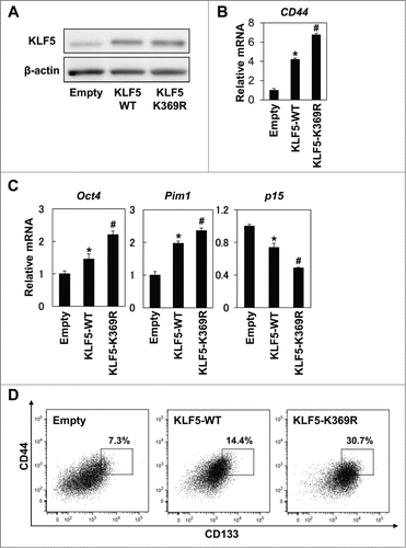 Figure 6. Acetylation status of KLF5 is critical for regulation of the CD44+/CD133+ subpopulation. Wild type (KLF5-WT) and acetylation-deficient (KLF5-K369R) KLF5 were transduced by retrovirus-mediated gene transfer into Huh7 cells. (A) Expression of KLF5 was determined by WB. (B) Expression of CD44 was determined by real-time PCR (* P < 0.05 vs. Empty, # P < 0.05 vs. KLF5-WT). (C) Expression levels of the known KLF5 target genes, Oct4, Pim1 and p15 were determined by real-time PCR (* P < 0.05 vs. Empty, # P < 0.05 vs. KLF5-WT). (D) Expression of CD44/CD133 and percentage of CD44+/CD133+ cells were determined by FACS.