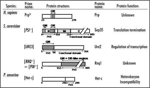 Figure 1 Structural organization of prion proteins. QN: the QN-rich stretch. OR: the region of oligopeptide repeats. PrD-prion domain. Numbers correspond to amino acid (aa) positions. Arrows indicate domain and subdomain boundaries. N, M and C-N-proximal, middle and C-proximal regions of Sup35, respectively. The N/M and M/C boundaries are arbitrarily assigned to the second (aa 124) and third (aa 254) methionine residues of the Sup35 protein. See text for details.