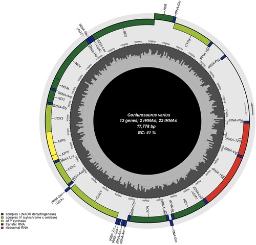 Figure 2. Mitochondrial genome map of G. varius. Arrows are the transcribed direction of genes. GC and at contents across the mitochondrial genome are shown with dark and light shading, respectively, inside the inner circle.
