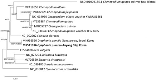 Figure 1. Neighbor joining (bootstrap repeat is 10,000), maximum likelihood (bootstrap repeat is 1,000), and minimum evolution (bootstrap repeat is 10,000) phylogenetic trees of fourteen Amranthaceae complete chloroplast genomes: Dysphania pumilio (MK541016, in this study and MH936550), Chenopodium ficipolium (MK182725), Chenopodium quinoa ‘Real Blanca’ (CM008430), Chenopodium quinoa (NC_034949, MF805727, and KY635884), Chenopodium album (NC_034950 and MF418659), Spinacia oleracea (NC_002202), Beta vulgaris (EF534108), Salicornia brachiata (NC_027224), Bienertia sinuspersici (KU726550), and Suaeda malacosperma (NC_039180). Phylogenetic tree was drawn based on neighbor joining tree. The numbers above branches indicate bootstrap support values of neighbor joining, maximum likelihood, and minimum evolution phylogenetic trees, respectively.