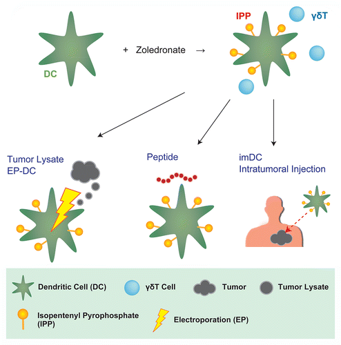 Figure 1. Zoledronate-pulsed dendritic cell-based cancer vaccines. Zoledronate is an amino-bisphosphonate that induces the accumulation of isopentenyl pyrophosphate (IPP), a ligand of the Vγ9 γδ T-cell receptor (TCR), in a variety of cells. Vγ9 γδ T cells activated by zoledronate can link the innate and adaptive branch of the immune system via dendritic cells (DCs), hence supporting the activation and proliferation of tumor-associated antigen (TAA)-specific CD8+ cytotoxic T lymphocytes (CTLs). DCs can be effectively loaded with purified TAAs, cancer cell lysates or mRNA preparations by a closed-flow electroporation (EP) system. Alternatively, loading can be performed by culturing DCs in the presence of 9–15-mer TAA-derived peptides. When it is difficult to obtain adequate amounts of TAAs for loading DC ex vivo, tumor-specific immune responses might be induced in vivo, upon the injection of immature DCs (imDCs) into neoplastic lesions.