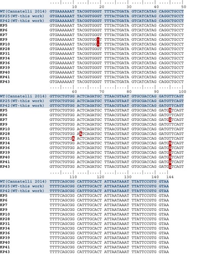 Figure 3 Alignment of FASTA mgrB sequence in col-R K. pneumoniae without ISs compared with wild-type (WT) sequences in col-S isolates.Notes: WT strains in blue; mutation highlighted in red.
