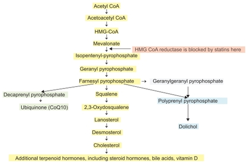 Figure 2 Cholesterol is synthesized via the mevalonate pathway. Acetyl-CoA forms 3-hydroxyl-3-methylglutaryl CoA (HMG-CoA) in several steps. The conversion of 3-hydroxy-3-methylglutaryl (HMG)-CoA to mevalonate, the rate-limiting step in cholesterol synthesis, is catalyzed by HMG-CoA reductase (HMGR), an enzyme within the endoplasmic reticulum. Rosuvastatin is an efficient competitive inhibitor of HMGR, reducing not only mevalonate levels, but also prenylated downstream products. The post-translational process of prenylation is needed for the function of small G proteins, including geranylgeranylation of Rho, Ras, and Rab, necessary for cellular signaling, transduction, and intermembrane translocation. As beneficial as statins are, there are obligatory molecular consequences inherent in their use, some related to their beneficial pleiotropic actions, but also to their side effects. Many steps and enzymes are omitted for clarity.