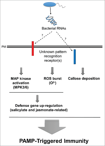 Figure 1. A schematic representation of plant innate immunity elicited by bacterial RNAs as a pathogen-associated molecular pattern (PAMP) in plant. Bacterial RNAs may be perceived by either intercellular or intracellular plant pattern recognition receptor(s) (red or blue bar, respectively). Inside the plant cell, bacterial RNAs affect the downstream pathways. Activation of the MAP kinase signaling cascade, reactive oxygen species (ROS) including superoxide anion burst, callose deposition, and defense-related gene expression levels results in elicitation of PAMP-triggered immunity. PM = plasma membrane.