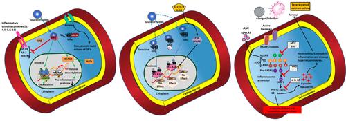 Figure 1 The pathophysiology of asthma and the SSR asthma: Altered genomic mechanisms induced by the repeated intake of glucocorticoids in asthma conditions: Dissociation of glucocorticoid receptor (GR) and the chaperone protein dissociation can induce translocation of GRs into the nucleus. Thus, activation of GRE elements by the translocation of GR activity (when glucocorticoids taken) through specific and nonspecific interactions can provoke the modulation in the activity of HDCS (left panel), and the genome wide changes upon P38MAPK activity (Middle panel). Activation of SSR asthma (right panel) by the intake of allergens or due to infections through the formation of NLRP inflammasome; the administration of MCC950, YVA, and α-IL-1β to impair the pathophysiology induced through NLRP inflammasome and release of intracellular content that cause airway inflammation.