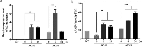 Figure 2. Inducible expression of AC transgene and simultaneous cAMP elevation in rapeseed. (a) Relative levels of AC transcripts. Quantitative RT-PCR was performed to determine the relative expression levels by normalization to F-box gene using the 2–∆∆Cq method. AC transcripts were undetectable in wild-type (WT) plants. AC#1 and AC#3 represent two independent transgenic lines; (b) cellular cAMP contents. Quantification of cAMP was conducted by the enzyme-linked immunosorbent assay (ELISA). True leaf (a) or aerial part (b) tissue samples of four-week-old seedlings were collected at the time points of 0, 6, and 24 h after dexamethasone (DEX) spray. Data are presented as the mean ± SD (n = 3); two-tailed Student’s t-test, ** p <.01, *** p <.001.