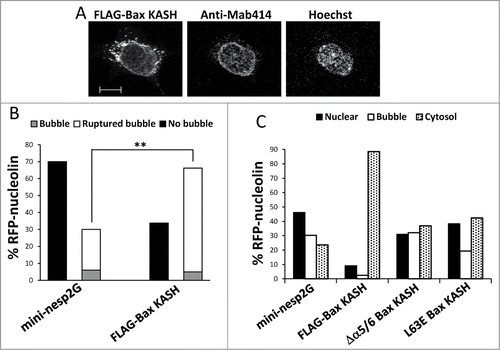 Figure 6. Bax KASH induces generation and rupture of nuclear bubbles, which are inhibited by the L63E and Δα5/6 mutations. (A) FLAG-Bax KASH is associated with the NE. Bax/Bak DKO MEFs were transfected with FLAG-Bax KASH and 24 h later were stained with anti-FLAG antibody, Mab414 antibody (to detect NPC) and Hoechst 33258 dye (to detect the nuclei). Thereafter, the cells were visualized by confocal fluorescence microscopy. Presented results are from a representative experiment (out of at least 3 independent experiments). Bar = 10 μm. (B) Bax/Bak DKO MEFs were co-transfected with RFP-nucleolin together with GFP-mini-nesprin-2G (mini-nesp2G) or FLAG-Bax KASH. Hoechst 33342 was added to the culture medium 24 h later, and RFP-nucleolin and Hoechst fluorescence was monitored by time-lapse microscopy. The presented results are quantification of the percentage of cells exhibiting bubbles, bubbles that ruptured (ruptured bubble), or no bubbles (no bubble) during the recording period (30-s intervals) out of all recorded RFP-nucleolin-expressing cells. Fisher's exact test of percentage of bubbles (ruptured bubble and bubble) revealed significant differences (**p = 0.0003) between GFP-mini-nesprin-2G and FLAG-Bax KASH. (C) Bax/Bak DKO MEFs were co-transfected with RFP-nucleolin together with GFP-mini-nesprin-2G (mini-nesp2G), FLAG-Bax KASH or the indicated FLAG-Bax KASH mutants. The cells were fixed and stained with Hoechst 33258 dye and anti-FLAG (to detect Bax KASH-and Bax KASH mutant-expressing cells) 24h later. RFP-nucleolin distribution in the nucleus, bubbles and cytosol in the transfected cells was determined microscopically. The results are expressed as the percentage of RFP-nucleolin in the nuclei, bubbles and cytosol for each treatment out of the respective RFP-nucleolin-expressing cells (n = 500 cells; 5 independent experiments). Pearson Chi-square test revealed significant differences (p < 0.0001) in the percentage of nuclear, bubble and cytosolic distribution of RFP-nucleolin between GFP-mini-nesprin-2G and FLAG-Bax KASH, or between FLAG-Bax KASH and each of FLAG-Bax KASH mutants.