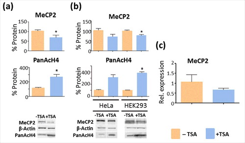 Figure 5. TSA decreases the levels of MeCP2 in different cell lines. (a) Comparison of the effects of TSA (330 nM) treatment for 24 h. on the levels of MeCP2 and histone H4 acetylation in NIH/3T3 mouse fibroblasts. (b) Effects of TSA treatment on HeLa S3 [40 ng/mL (132 nM), 12 h] and HEK293 [120 ng/mL (396 nM), 18 h]. Representative WB bands shown to be disconnected were non-adjacent signals visualized on the same membrane. (c) Quantification of MeCP2 transcripts by real-time RT-PCR of NIH/3T3 cells with and without TSA treatment. Data presented as mean ± SEM of 3–11 experiments. Unpaired two tailed t-tests were used for large sample sizes wherein normal distribution could be validated (using Shapiro-Wilk test) and Mann-Whitney tests were used for small sample sizes. * P value <0.05, **P value <0.01, ***P value <0.001. Representative blot images are shown in greyscale black on white format.