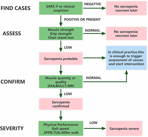 Figure 1 Screening and diagnostic approach for sarcopenia termed “Find-Assess-Confirm-Severity”. Adapted from Cruz-Jentoft AJ, Bahat G, Bauer J, Boirie Y, Bruyère O, Cederholm T et al Sarcopenia: revised European consensus on definition and diagnosis. Age and ageing. 2019;48(1):16–31.Citation1