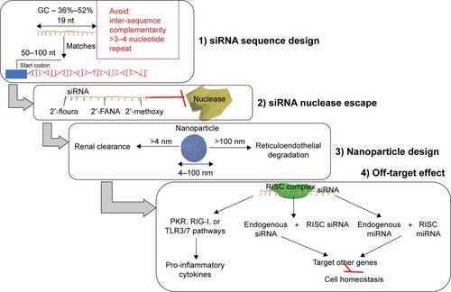Figure 3 An efficient therapeutic siRNA design has to consider: 1) the siRNA sequence design; 2) modification made to the sequence as to escape the blood nuclease; 3) an efficient nanoparticle size range essential for efficient siRNA delivery; and 4) the off-target effects exogenous siRNA.Abbreviations: 2′-FANA, 2′-deoxy-2′-fluoro-beta-D-arabinonucleic acid; miRNA, microRNAs; PKR, protein kinase R; RIG-I, retinoic acid-inducible gene I; RISC, RNA-induced silencing complex; siRNA, small interfering RNA; TLR, Toll-like receptor.