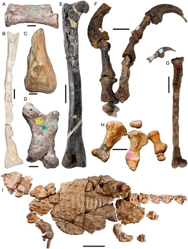 Fig. 9. Australian Mesozoic theropod and thyreophoran dinosaurs. A, Theropoda incertae sedis (NHMUK PV R3717; holotype of Walgettosuchus woodwardi) distal caudal vertebra in left lateral view. Scale = 1 cm. B, Kakuru kujani (SAMA P17926; holotype) left tibia in anterior view. Scale = 2 cm. C, Ozraptor subotaii (UWA 82469; holotype) distal left tibia in anterior view. Scale = 2 cm. D, Rapator ornitholestoides (NHMUK PV R3718; holotype) left metacarpal I in dorsal view. Scale = 1 cm. E, Timimus hermani (NMV P186303; holotype) left femur in posterior view. Scale = 5 cm. F, Australovenator wintonensis holotype left manus (AODF 0604; holotype [part], incorporating right carpal elements, right metacarpal II, and right phalanges I-2, II-3, and III-3–4 [not mirrored]) in palmomedial view. Scale = 5 cm. G, Nanantius eos (QM F12992; holotype) left tibiotarsus in posterior view. Scale = 5 mm. H, Minmi paravertebra (QM F10329; holotype [part]) left pes in plantar view. Scale = 2 cm. I, Kunbarrasaurus ieversi (QM F18101; holotype) skeleton in dorsal view. Scale = 20 cm.